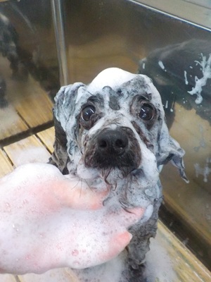 泡まみれ○o。.