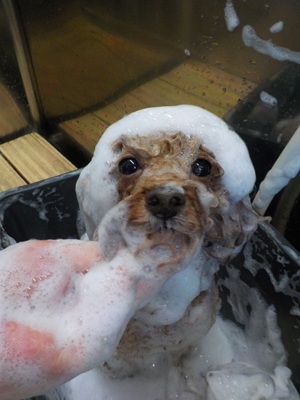 あわあわ○o。.