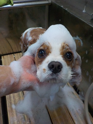 あわあわ○o。.