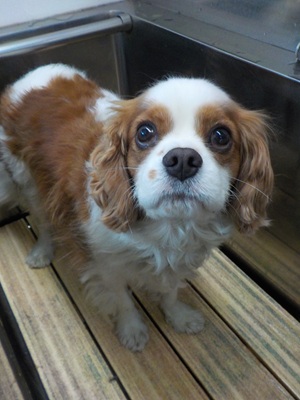 今日はトリミング??