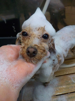 とんがり○o。.