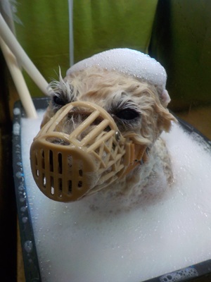 頑張ってます…