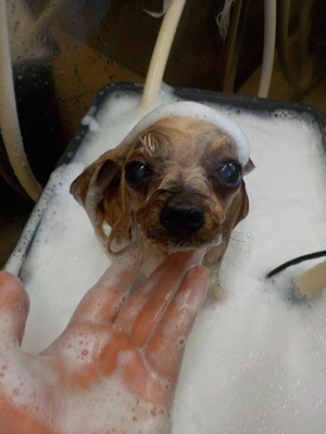 きれいにな～れ✨