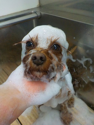 あわあわ○o。.