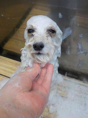 あわあわ○o。.