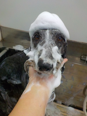 あわあわ○o。.