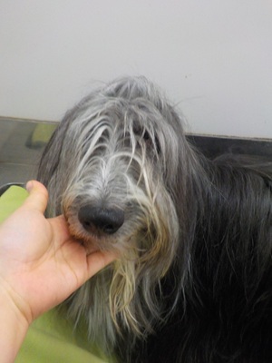 もっしゃもしゃ~