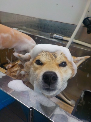 あわあわ○o。. 