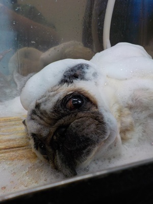 あわあわ○o。.