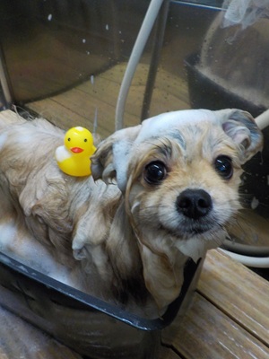 泡風呂～○o。.