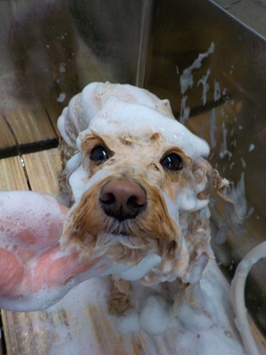 きれいにな～れ♪