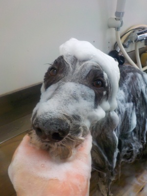 あわあわ○o。.