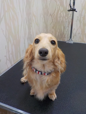 しゃんぷーもなの!!!