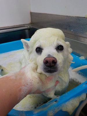 ハーブ泡.。o○