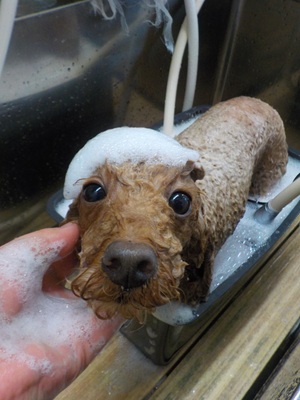 きれいにな~れ✨