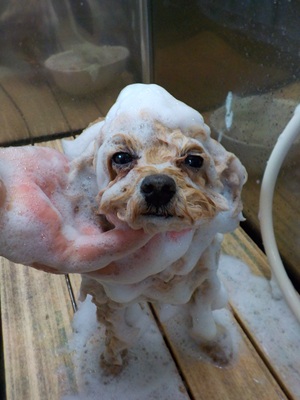 泡まみれ○o。.