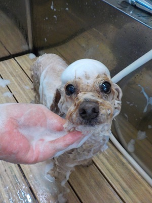 あわあわ○o。.