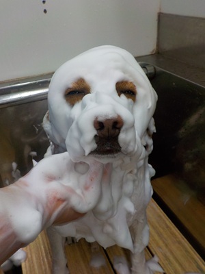 あわあわモコモコ○o。.