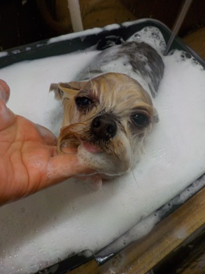 あわあわ○o。.