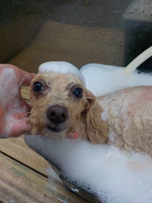 あわあわ○o。.