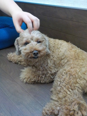 ああ~そこそこ~