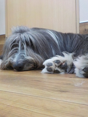 シャンプーか～