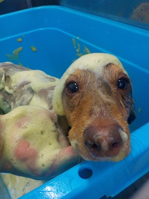 ハーブシャンプーっていいのよ~☺