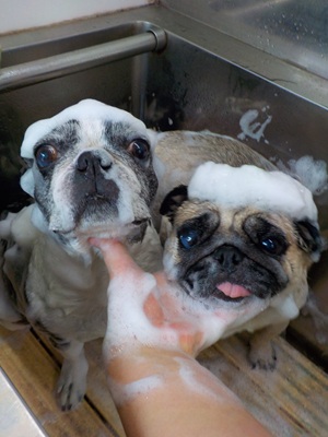 あわあわ○o。.