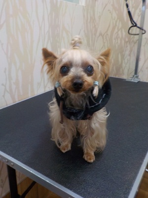 あ、短くなったよ