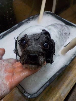 あわあわ○o。.