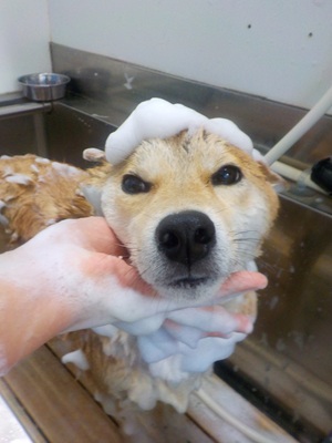 あわあわ○o。.