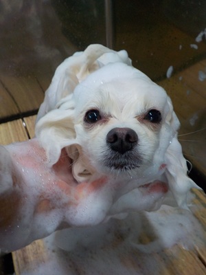 あわあわ○o。.