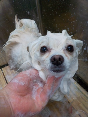 あわあわ○o。.