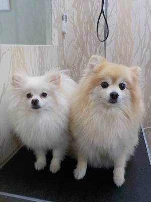 3.10クレマ・ラピス