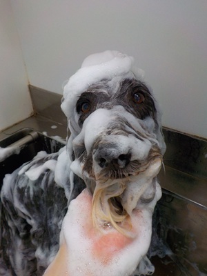 あわあわ○o。. 