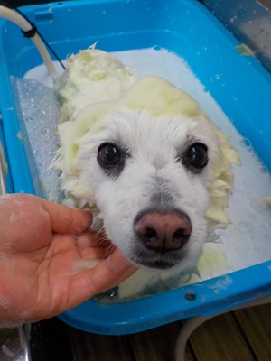 🌿あわあわ○o。.