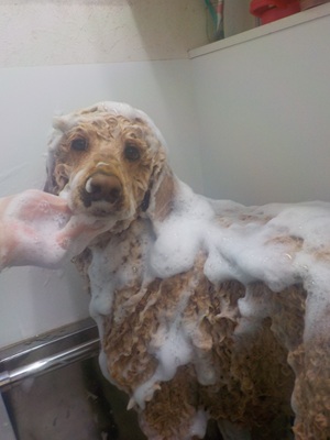 あわあわ○o。.