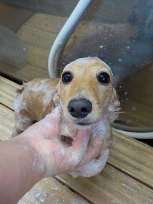 きれいにな~れ♪