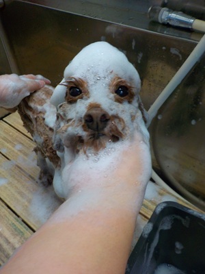 あわあわ○o。.