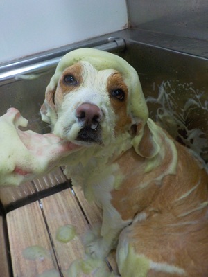 みどりあわ○o。.