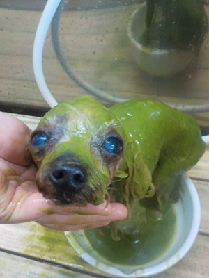 ～ハーブパック中～