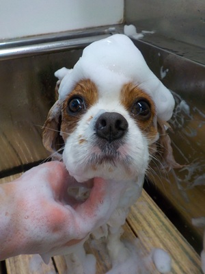 あわあわ.。o○