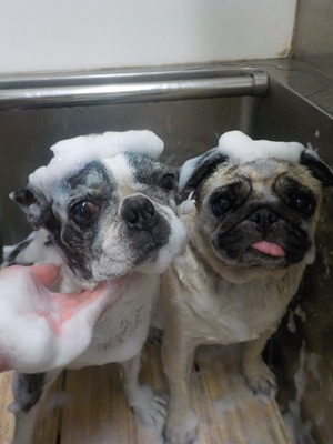 あわあわ～○o。.