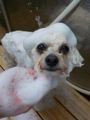 あわっあわ.。o○