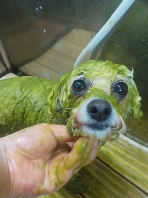 🌿パック中🌿