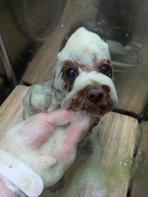 ハーブ泡.。o○