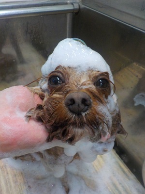 あわのせ.。o○