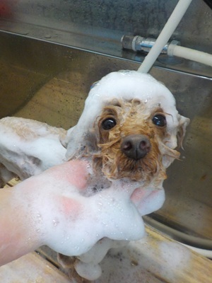 泡まみれ○o。.