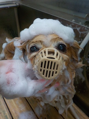 頑張ってます…