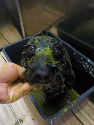 ハーブパック🌿